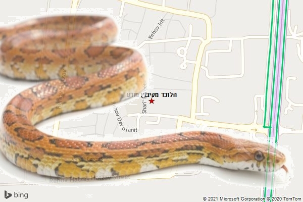 הלוכד מקיבוץ מזרע
