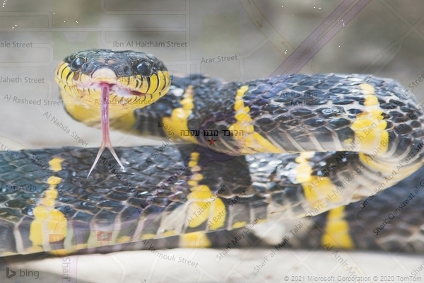 הלוכד מבנו עקבה