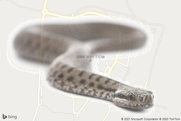 הלוכד מכפר מנחם