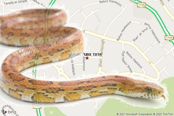 הלוכד ממגדל העמק