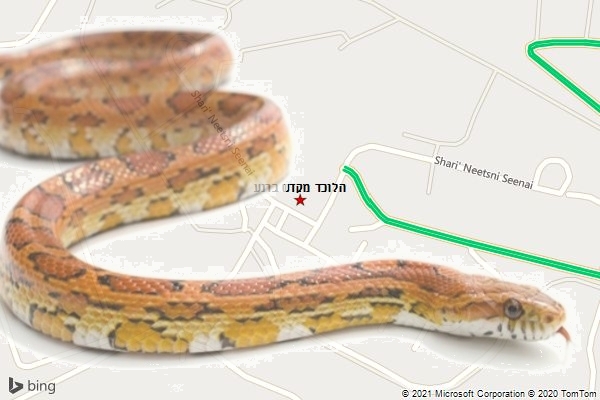 הלוכד מקדש ברנע