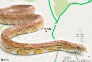 לוכד נחשים בידידה - הלוכד מידידה