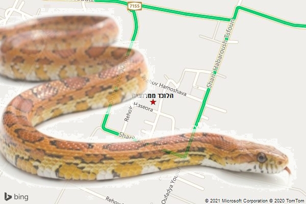 הלוכד ממרחביה