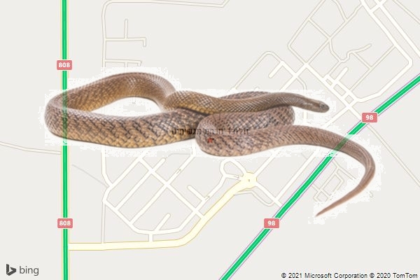 הלוכד מרמת מגשימים