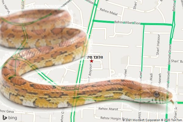 הלוכד מידידיה