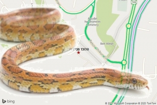 לוכד נחשים בבית זיד - הלוכד מבית זיד