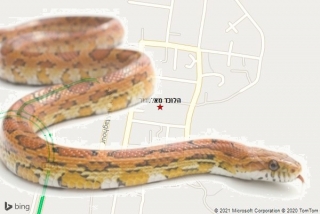  באלמגור - הלוכד מאלמגור