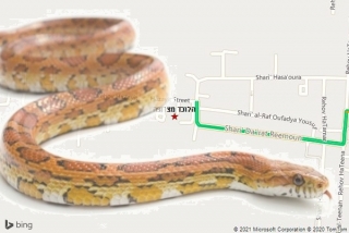 לוכד נחשים בצרופה - הלוכד מצרופה