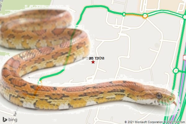 הלוכד משפיים
