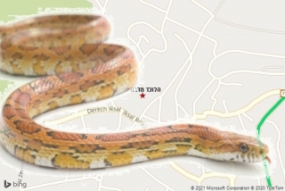 לוכד נחשים בדבוריה - הלוכד מדבוריה
