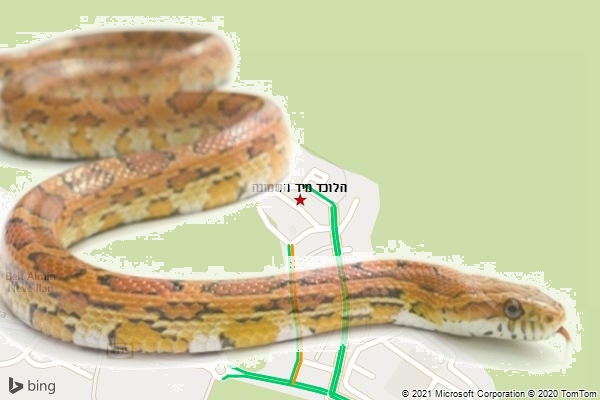הלוכד מיד השמונה