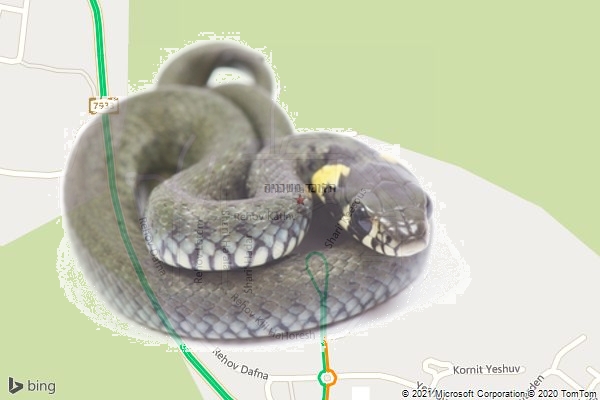 הלוכד משכניה
