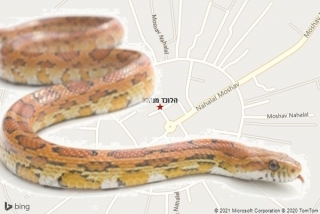 לוכד נחשים בנהלל - הלוכד מנהלל
