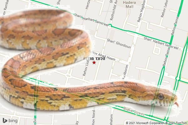 הלוכד מחדרה