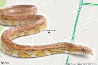  באפיקים - הלוכד מאפיקים