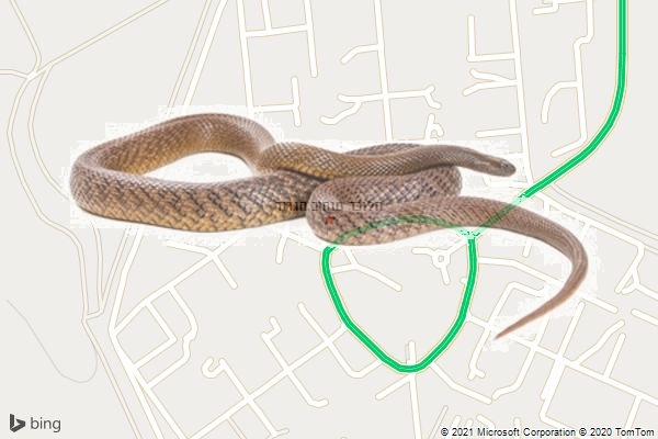 הלוכד מנתיב הגדוד