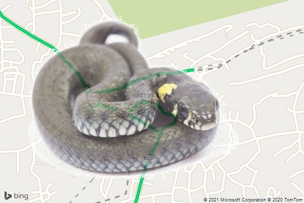 הלוכד מברטעה הלוכד מברטעה