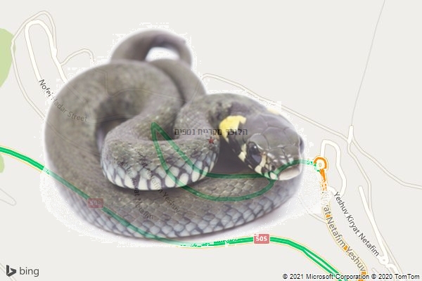 הלוכד מקריית נטפים
