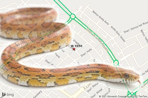 הלוכד מזלפה