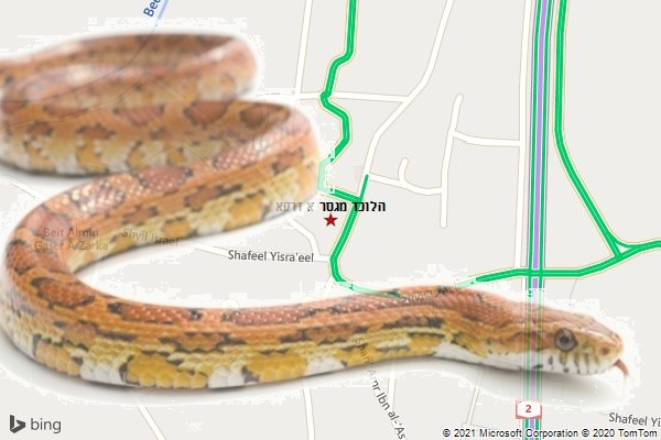 הלוכד מגסר א זרקא