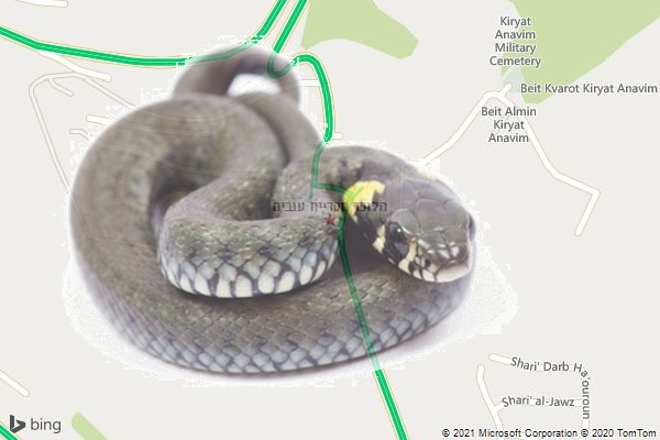 הלוכד מקריית ענבים