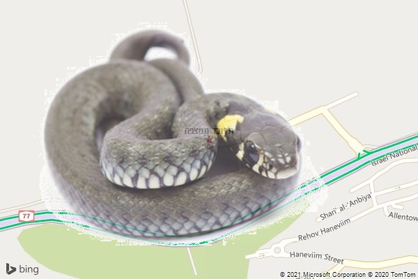 הלוכד ממצפה