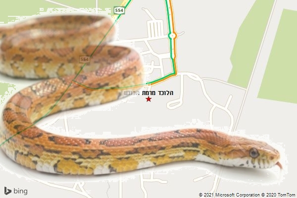 הלוכד מרמת הכובש
