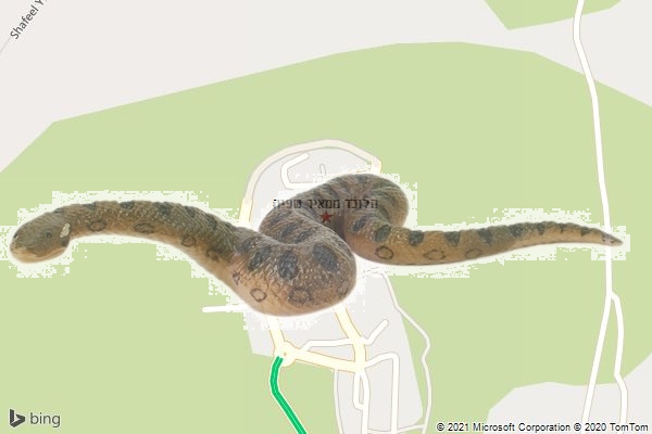 הלוכד ממאיר שפיה הלוכד ממאיר שפיה