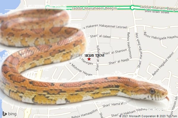 הלוכד מגבעת אולגה